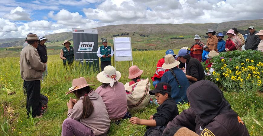 INIA Perú capacito a productores de trigo de la variedad INIA Antapampino en Junín Perú