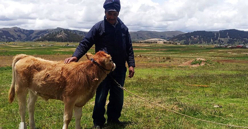 Puno avanza en el mejoramiento genético bovino inseminación artificial