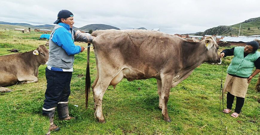 Inseminación artificial ganado vacuno Puno Perú