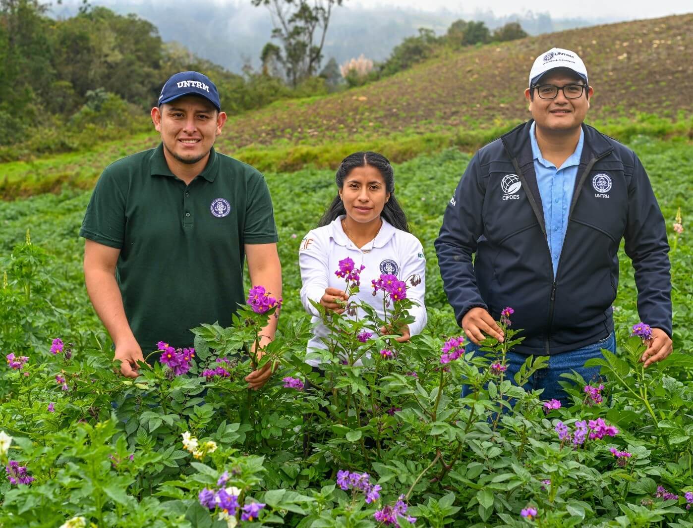 UNTRM evalúan características morfológicas de papas nativas Amazonas Perú