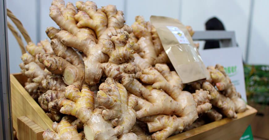 Perú jengibre kion peruano