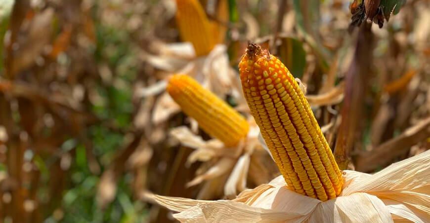 Bioestimulación para el control de enfermedades por chicharrita (Dalbulus maidis) en maíz amarillo duro