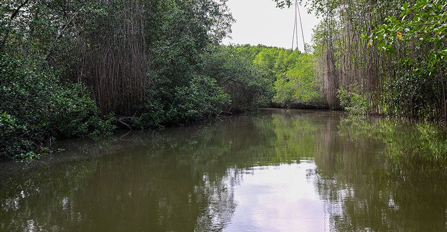 Manglares de Tumbes Perú