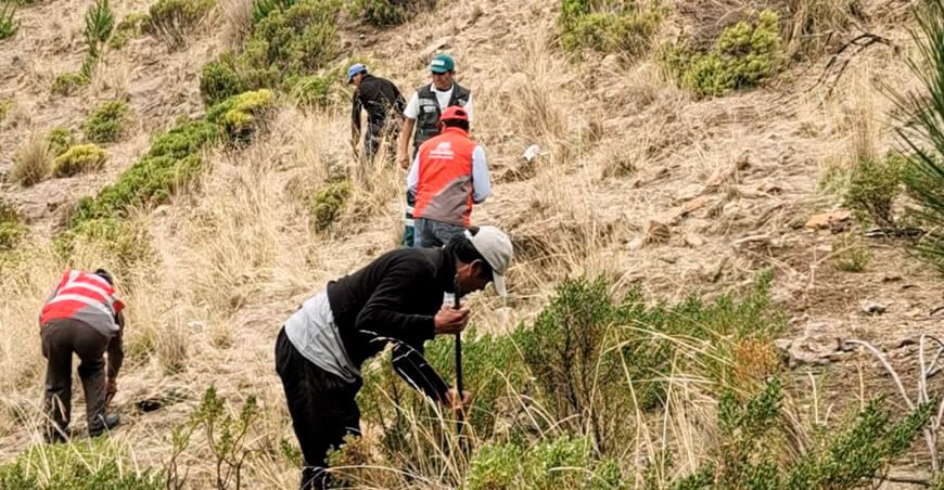 Serfor concluye con instalación de 1000 plantones de queñua en Ataspaya Moquegua Perú