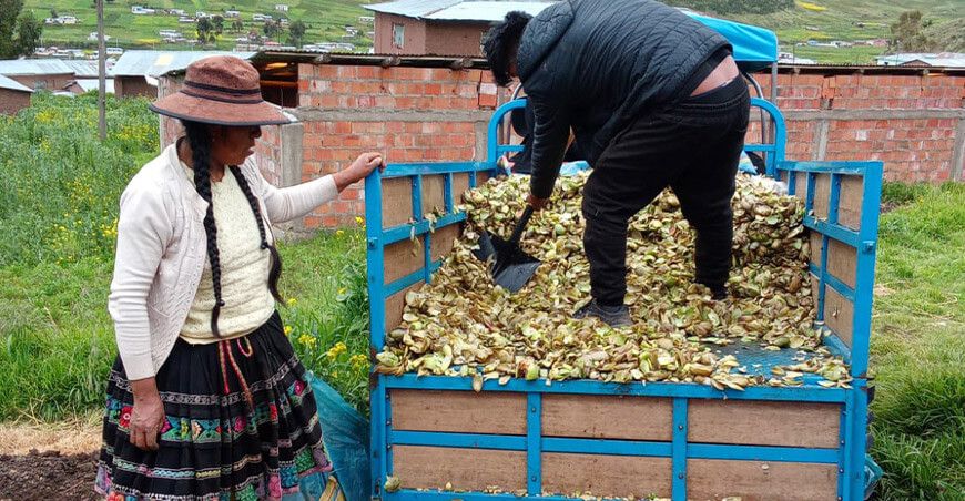 Municipalidad de Marangani impulsa proyecto de engorde de vacunos Cusco Perú
