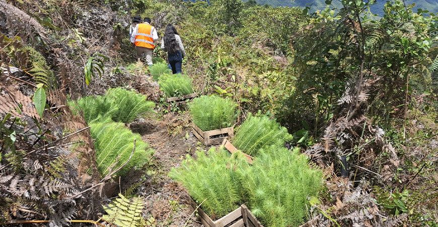 Orygen sigue avanzando en la restauración ecológica de la región Junín con la siembra de plantones de pino