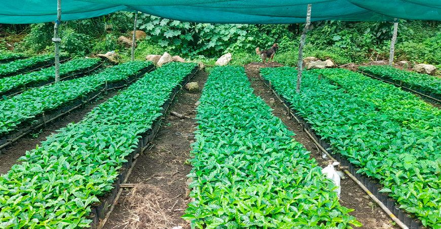 Orygen sigue avanzando en la restauración ecológica de la región Junín con la siembra de plantones de pino