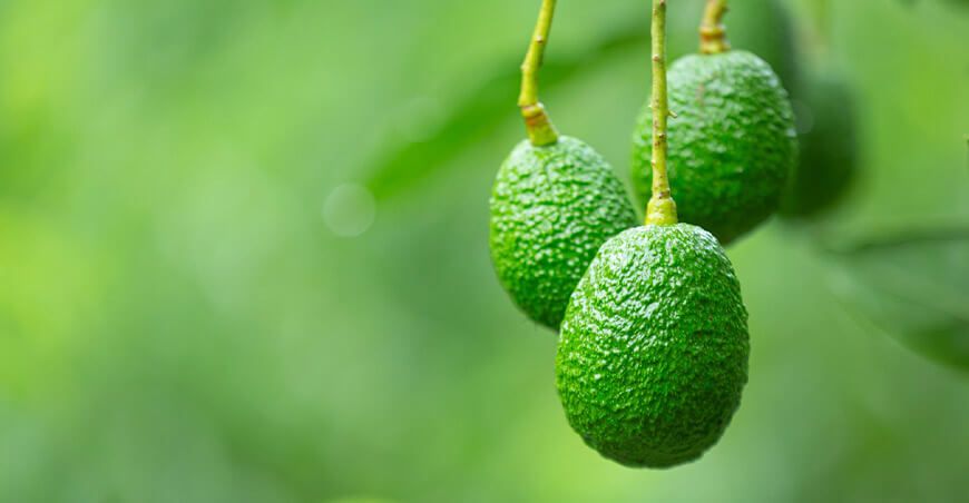 palta Hass Andaymarca Huanvelica Perú