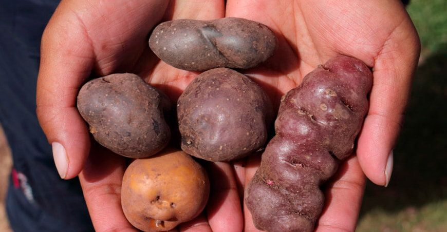 Midagri impulsará la producción de papas biofortificadas con hierro Perú