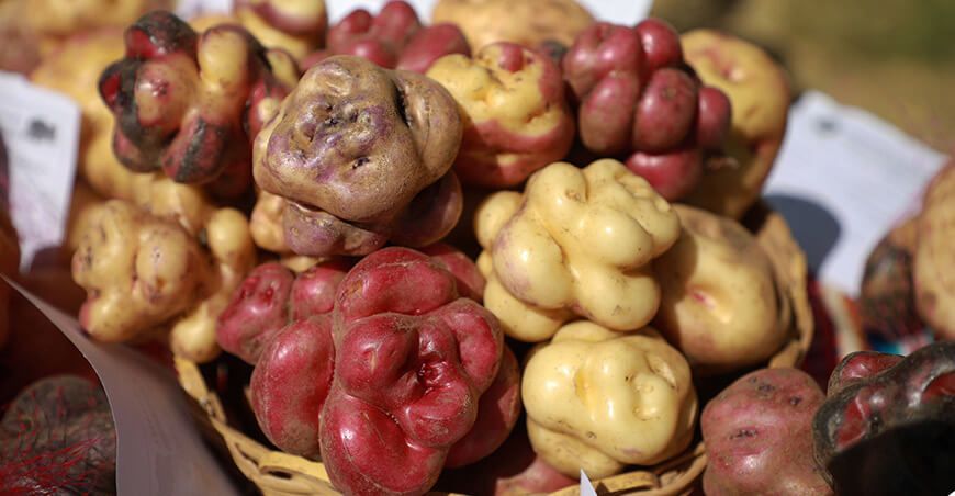 papas nativas Perú