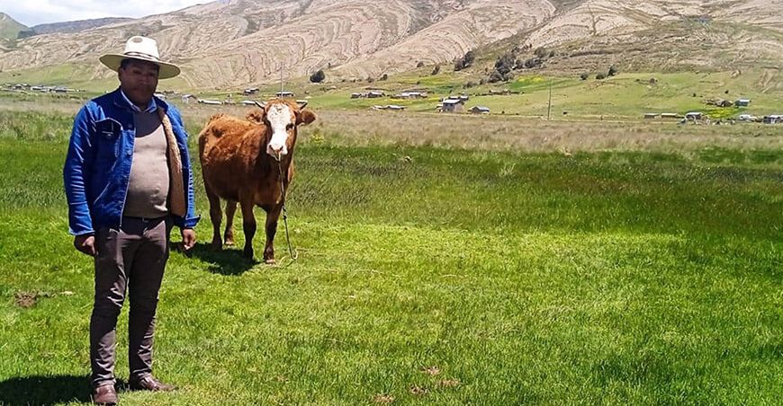 pastos forrajeros ganado Vacuno Puno Perú