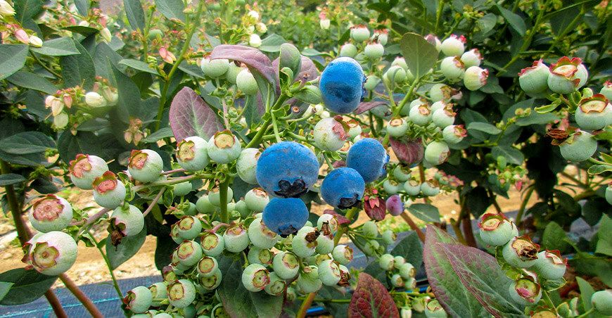 Perú cultivo arándanos peruanos