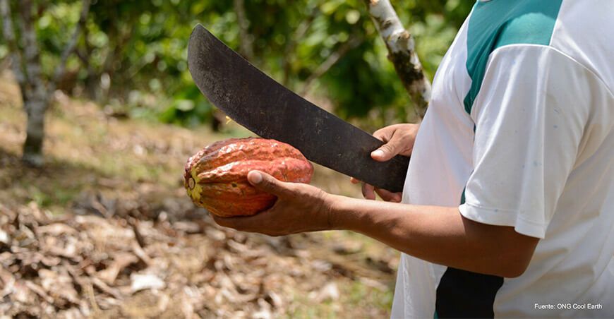 Comunidades awajún forjan un futuro sostenible con el cacao Amazonas Perú