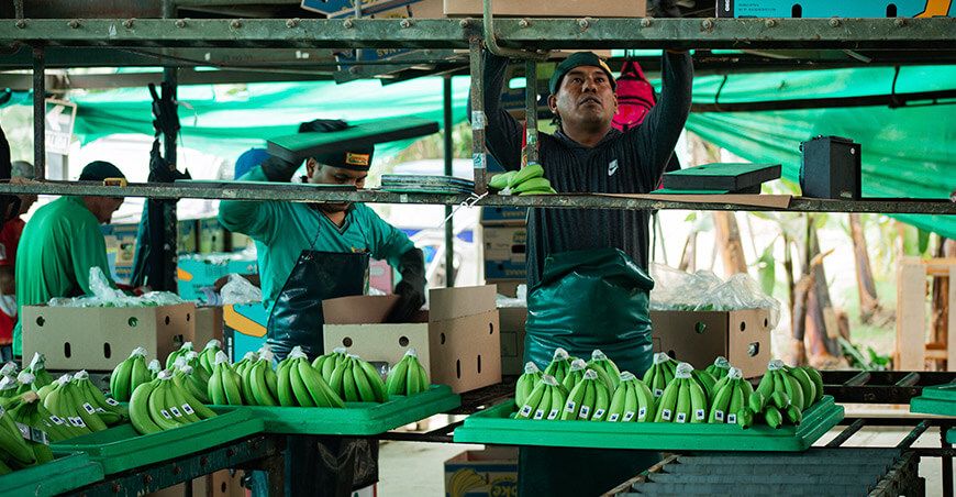 Perú exportación de banano peruano