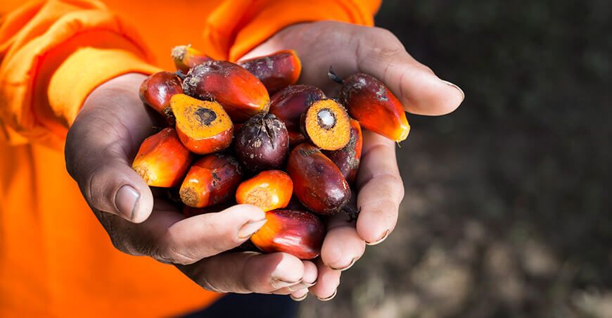 Perú exportación de palma aceitera peruana