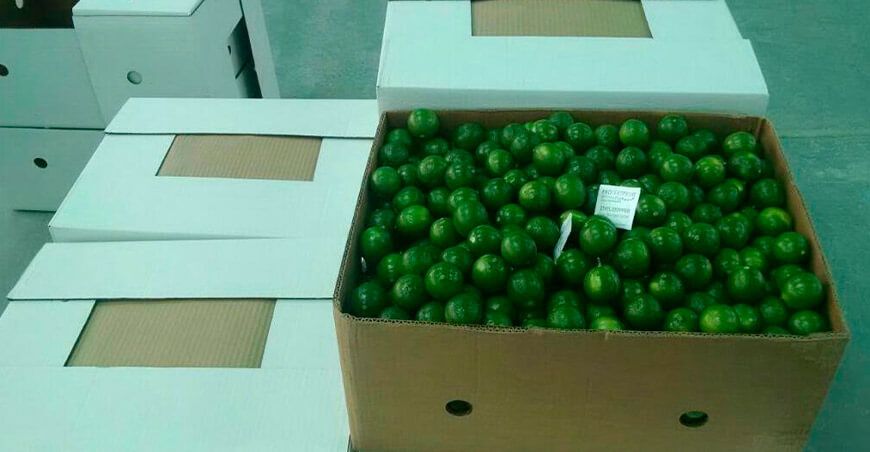 Perú exportación de limón sutil peruano