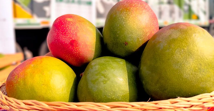 Productores de Lambayeque comercializan nuevo lote de 30 toneladas de mango en Huancayo Junín Perú