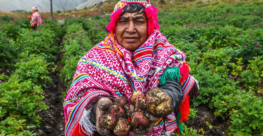 Productor papa nativa Perú