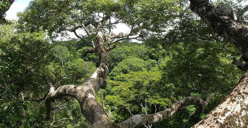 Perú avanza en la acreditación de estándares internacionales para reducir emisiones de carbono
