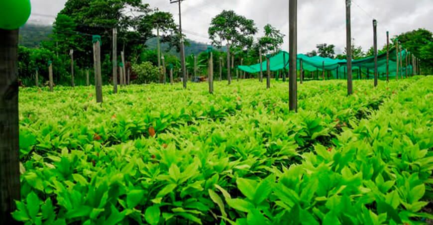 plantones de cacao Ayacucho Perú