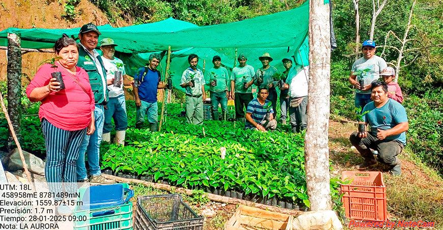 entregaron plantones de café a productores de Chanchamayo Junín Perú