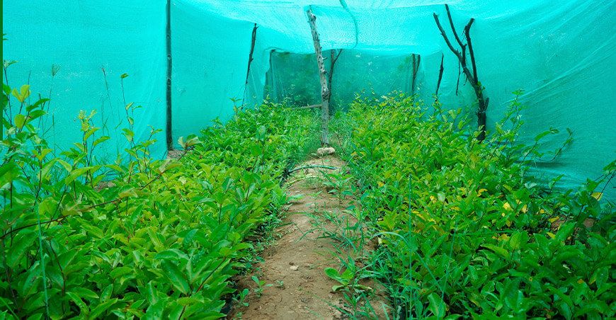 entregan plantones de gulupa a productores de Quiches Áncash Perú