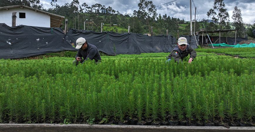 Más de 500 000 plantones listos para reforestar San Miguel Cajamarca Perú