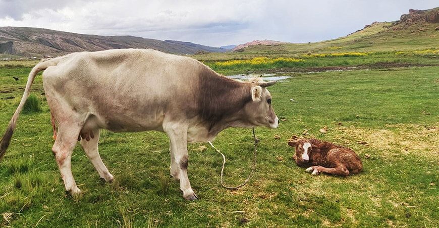 Proyecto Vacunos Carne registra exitosos nacimientos de terneros por inseminación artificial Puno Perú