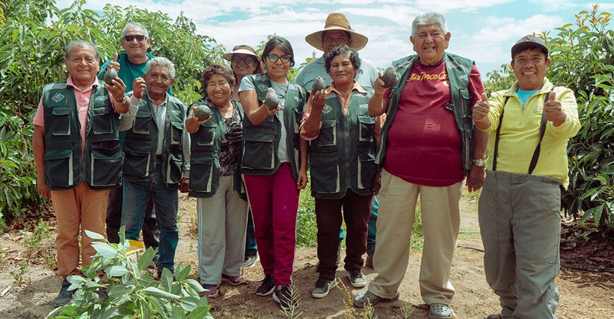 Procompite Tacna fortalece la producción de palta Hass de productores asociados de Afrutac