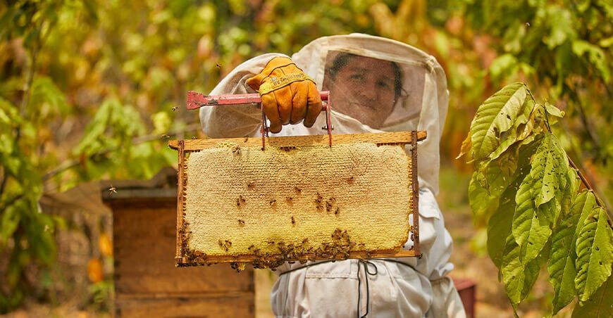 Devida fortalece la apicultura apícola crianza de abejas y miel Vraem