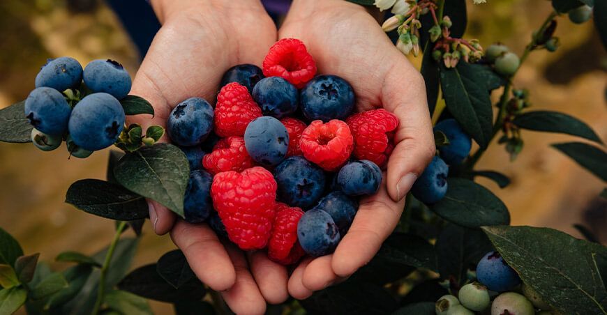 producción de berries Perú