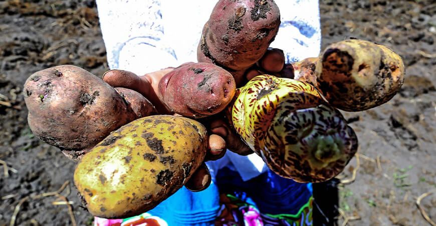 Proyecto Agrobiodiversidad impulsa la conservación de cultivos nativos GORE Cusco