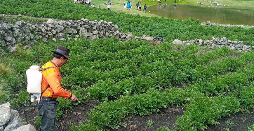 Entregaron abono foliar a productores de cultivo de papa afectados por granizadas en San Juan de Dios en Lircay Huancavelica Perú