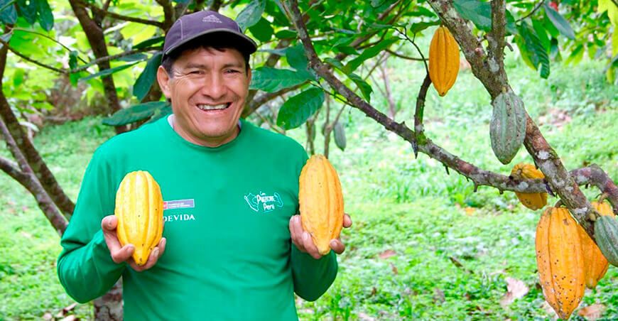 productor de cultivo de cacao Cusco Devida Perú