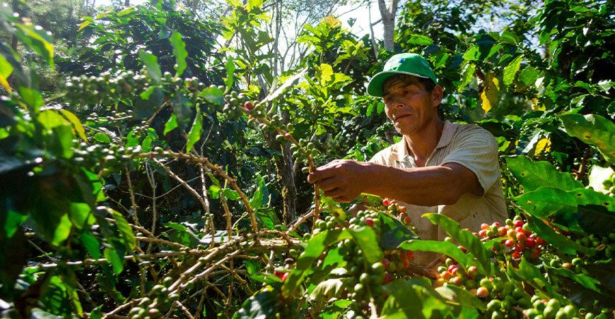 productores de cultivo de café Vraem Devida Perú