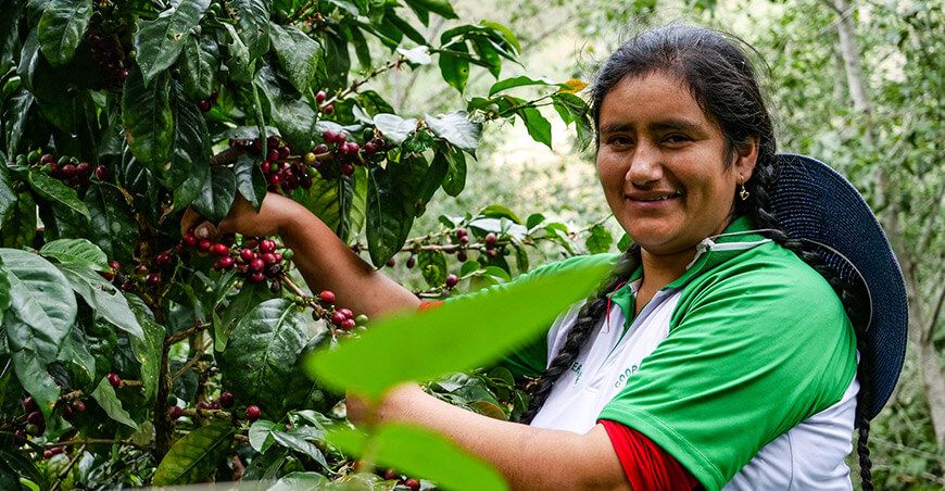 Café orgánico del Bosque de Protección Alto Mayo llega al mercado japonés