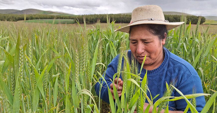 productora de cultivo de trigo INIA Antapampino Junín Perú