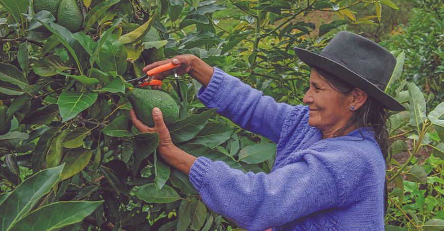 Estrategia de Emprendimiento de la Mujer Rural e Indígena productora de palta