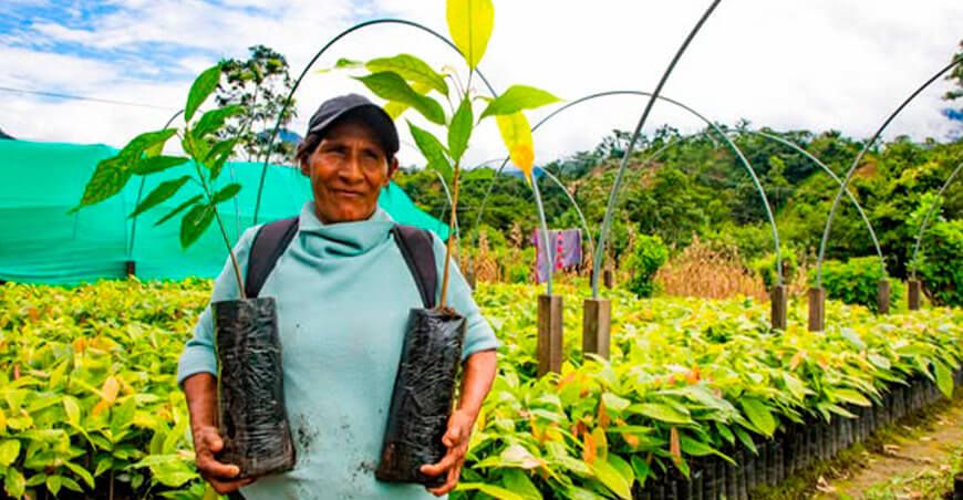 productora recibe plantones de café Limatambo Cusco Perú