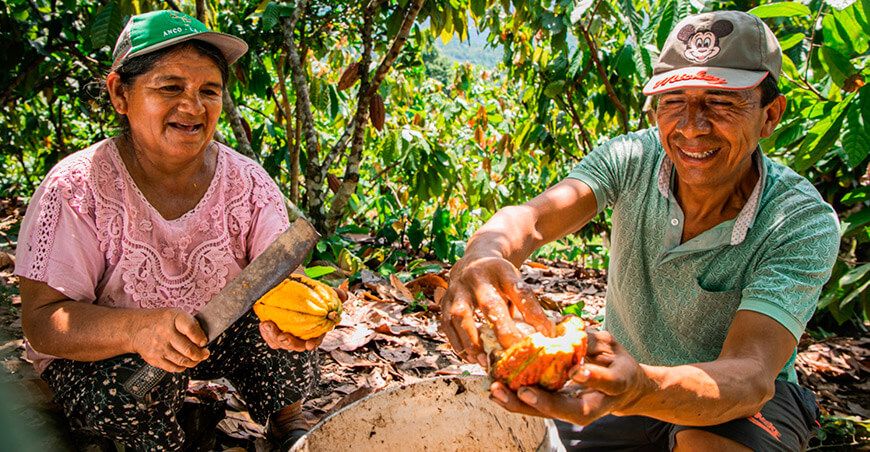 productores de cultivo cacao San Martín Perú