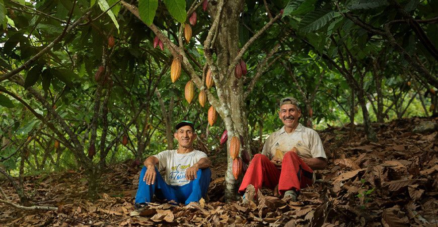 productores de cultivo de cacao Vraem Devida Perú