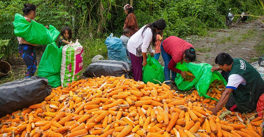 Productores de la comunidad Otari Nativos cosechan 2 TM de maíz amarillo Cusco Perú