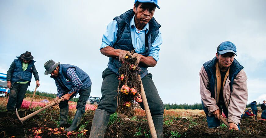 Productores cosechando papa Perú