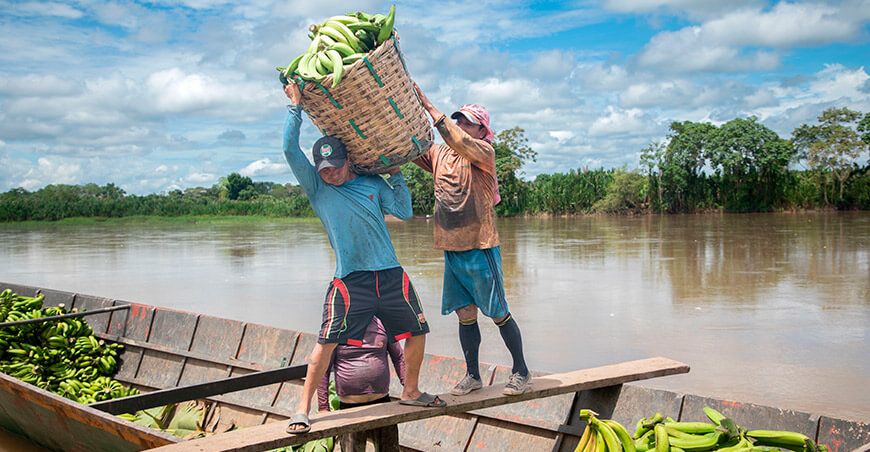 productores de plátanos Amazonía Perú Devida