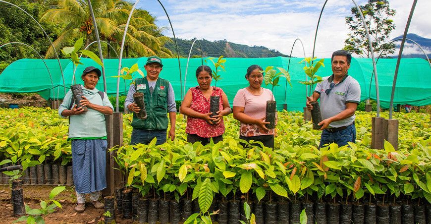 Provraem entregó 13 000 plantones de café para fortalecer la agricultura en Limatambo en Cusco Perú