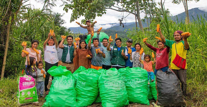 Productores de la comunidad Otari Nativos cosechan 2 TM de maíz amarillo Cusco Perú