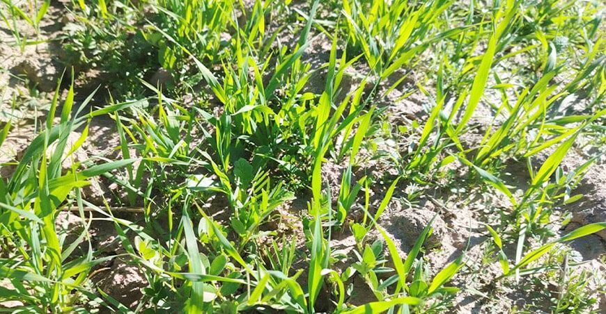 pastos forrajeros ganado Vacuno Puno Perú