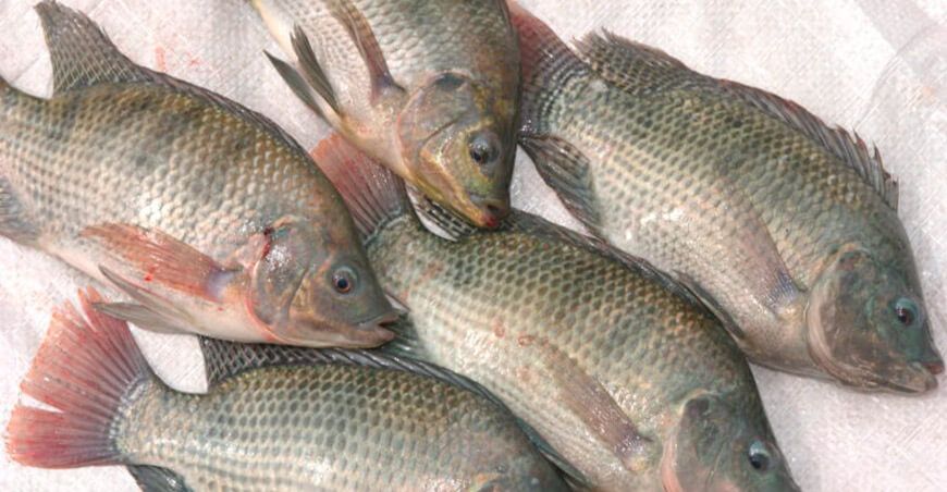 acuicultura tilapia San Martín Perú