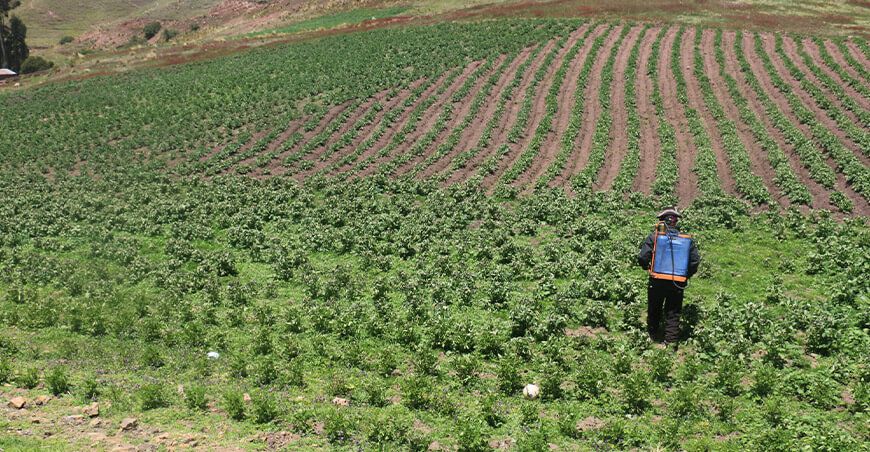 Seguro Agrícola Catastrófico cubre daños de productores de papa afectados en Huancavelica Perú