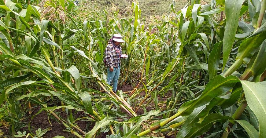 Midagri activa Seguro Agrícola Catastrófico productora de cultivo de maíz Ayacucho Perú